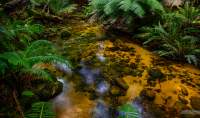 Creek lines with ferns deep in the Blue Tier in Tasmania
